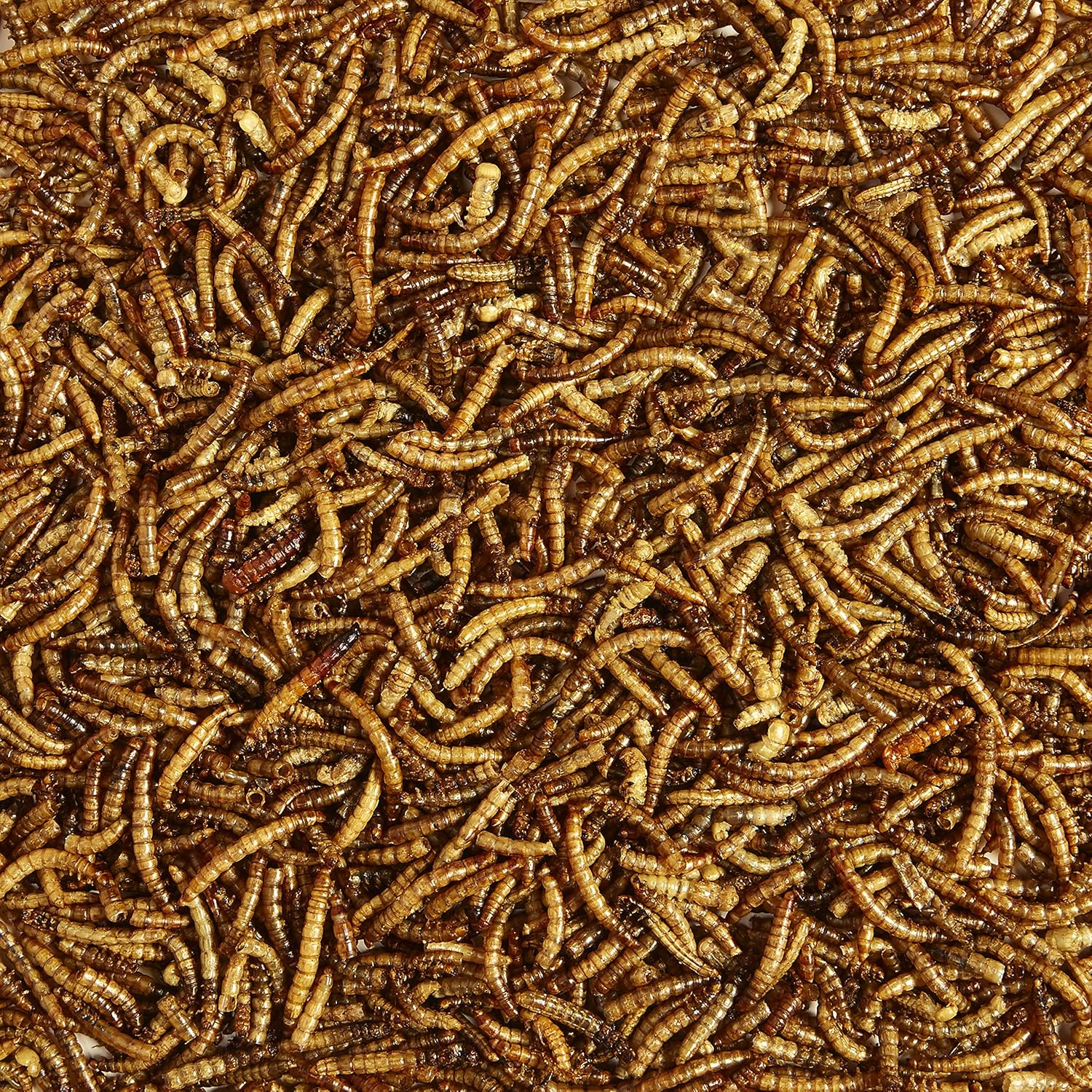Kaytee Mealworms, 3.5 oz: Pet Supplies