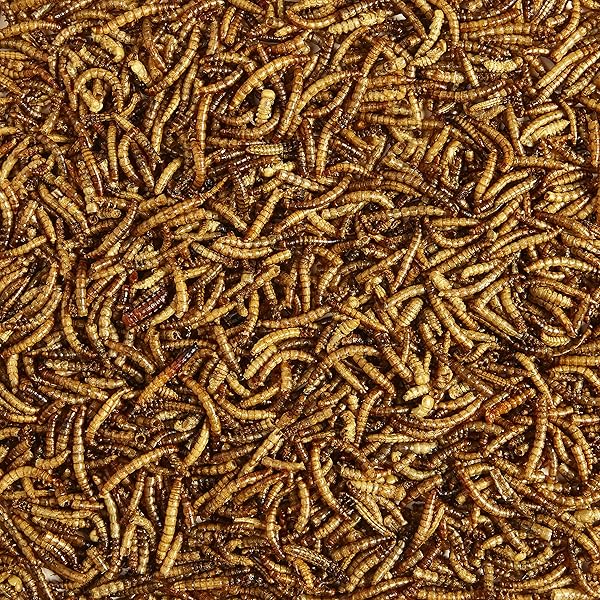KAYTEE WILD BIRD FOOD MEALWORMS FOR BLUEBIRDS, WRENS, ROBINS, CHICKADEES, WOODPECKERS, CARDINALS & CHICKENS, 3.5 OUNCE