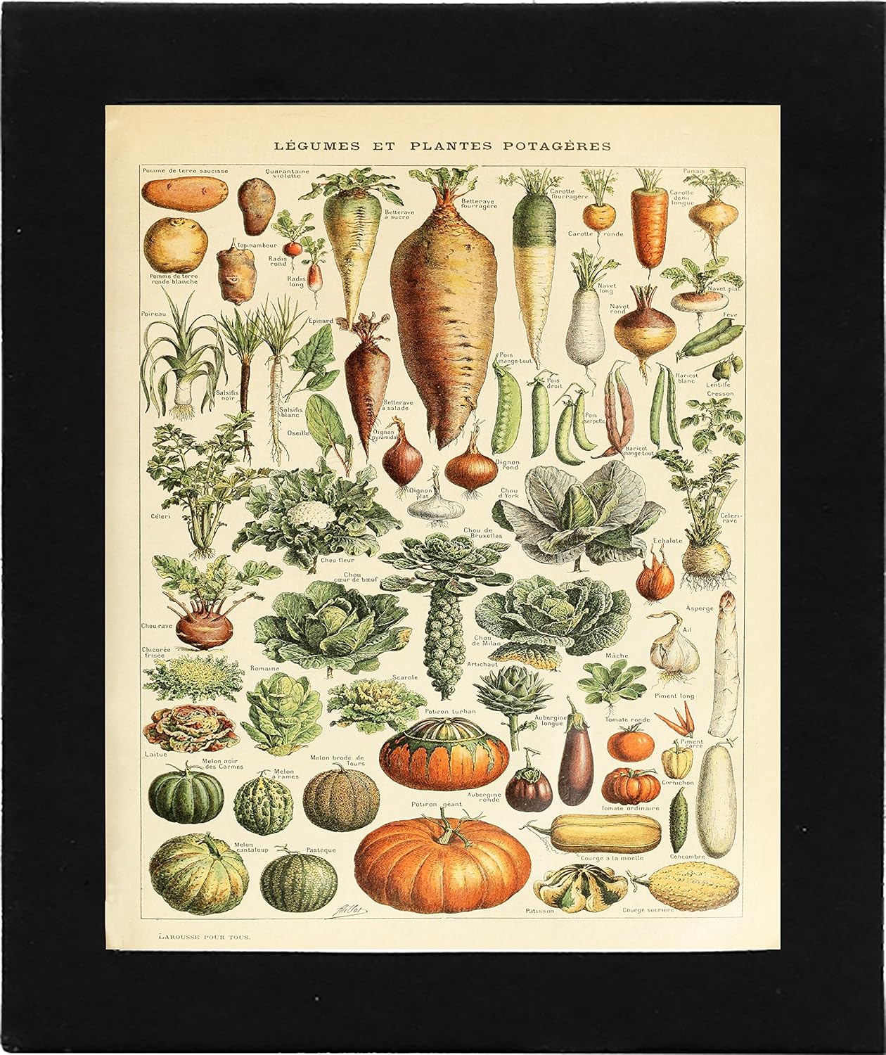 Heirloom ... Amazon.com: and Collectibles Vegetable Video Poster and Amazon.com: ... Video Heirloom Vegetable Poster Collectibles