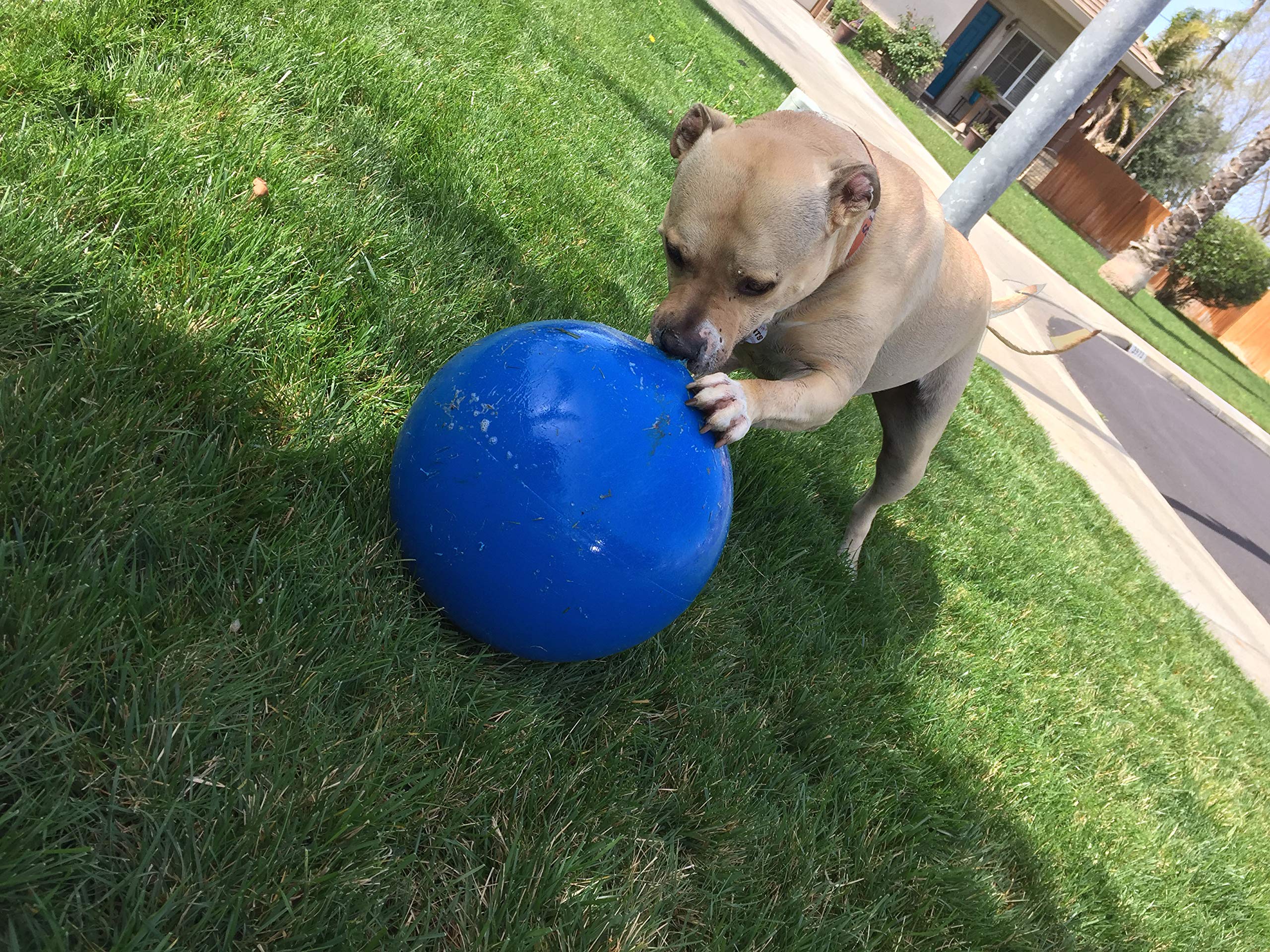 Hueter Toledo Virtually Indestructible (Hard) Best Ball for Dogs