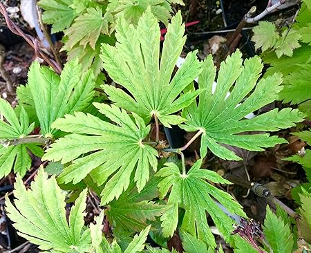 Amazing Art By Pa Kco Lol League Of Legends League Of Legends League Of Legends Characters