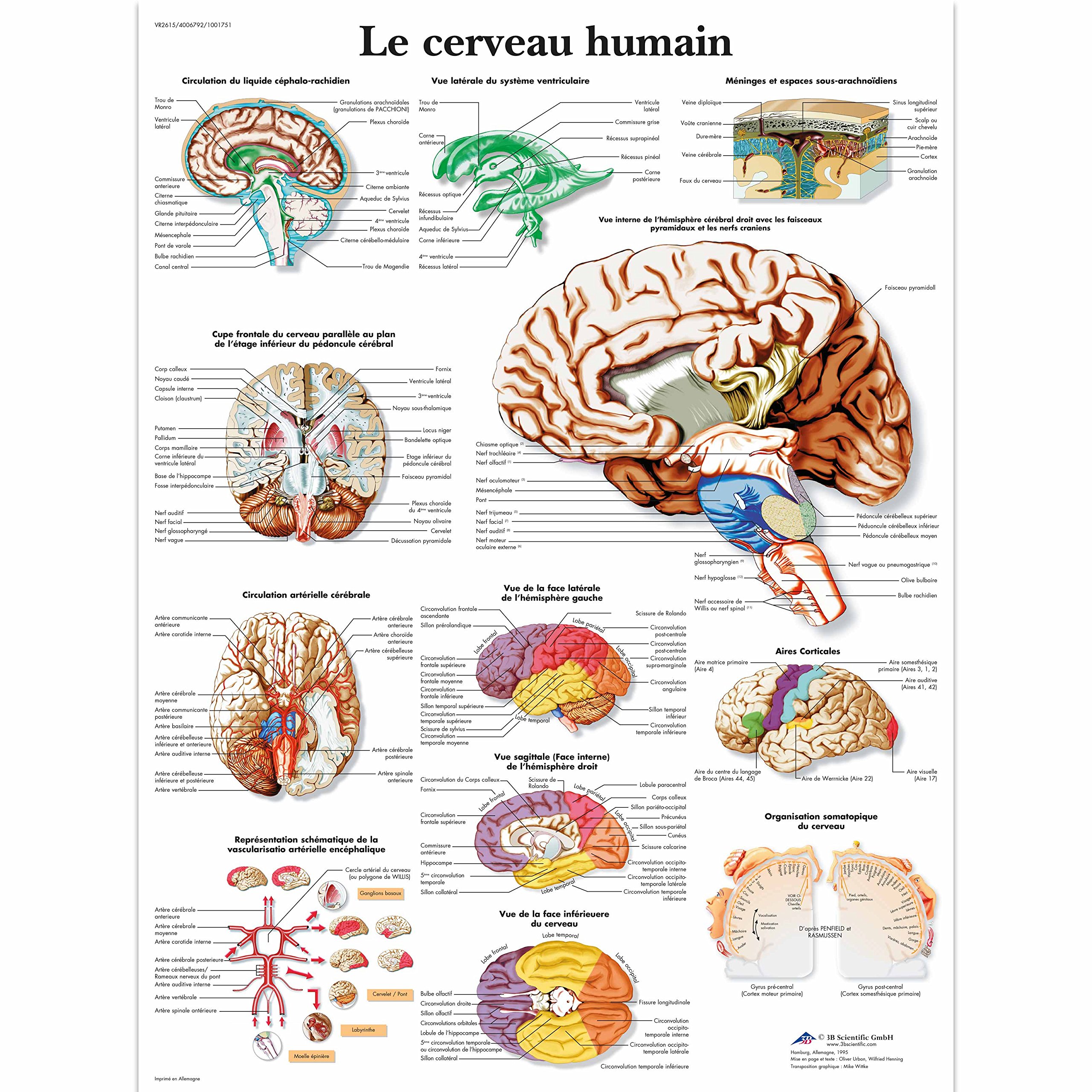 3B Scientific – Laminated Human Heart Chart – Anatomy & Physiology – UV & Dust-Protected Poster for Study, Teaching & Clinics