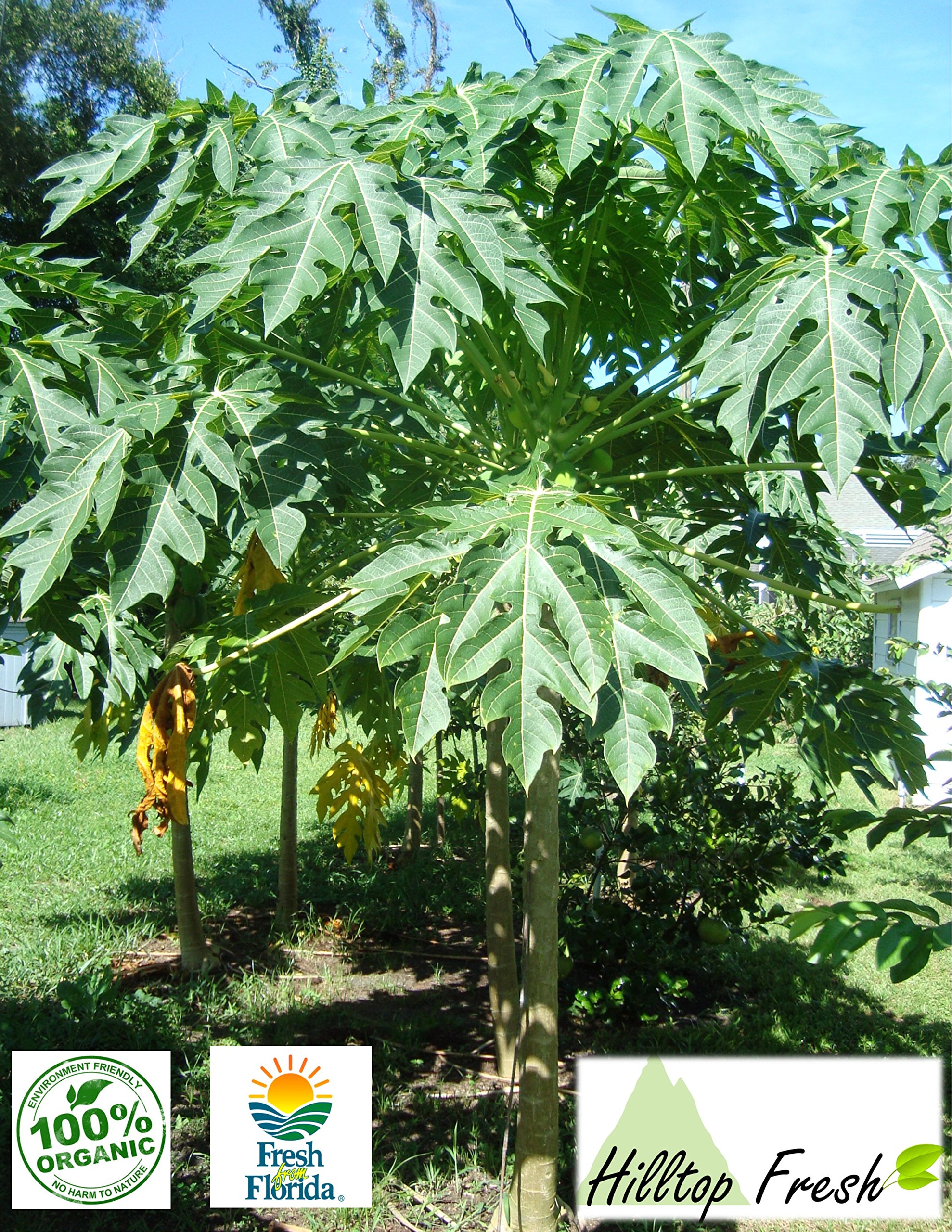 Fresh papaya leaves ORGANIC 1.0 LB Certified fresh from Florida