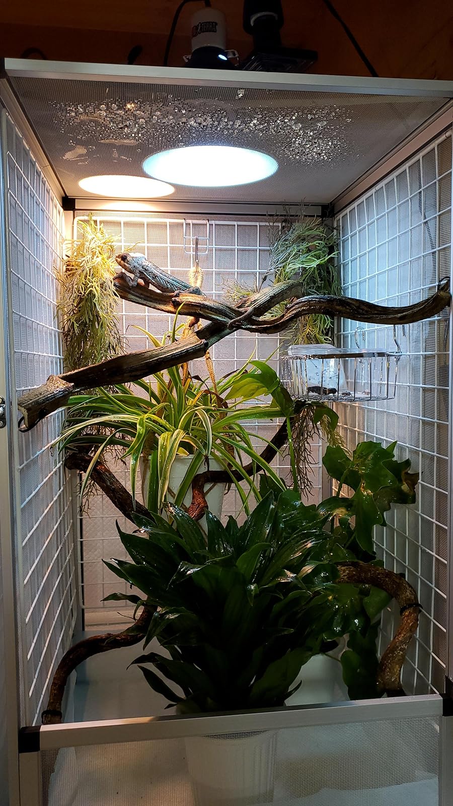 DEZERT 「変」「飼育部屋」 We modified our outdoor environment to welcome the turtle