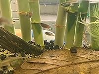 Review Image by Codychops