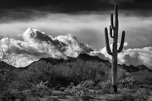 Amazon Com Landscape Photography Arizona Desert Cactus Saguaro Clouds Fine Art Photography Black And White Photography Southwest Nature Photography Landscape Photography Monochrome Solitude Handmade