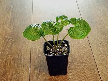 Wasabi E Nacktbasidie And Wasabia Japonica Japanese Horseradish Plant New Amazon De Garten