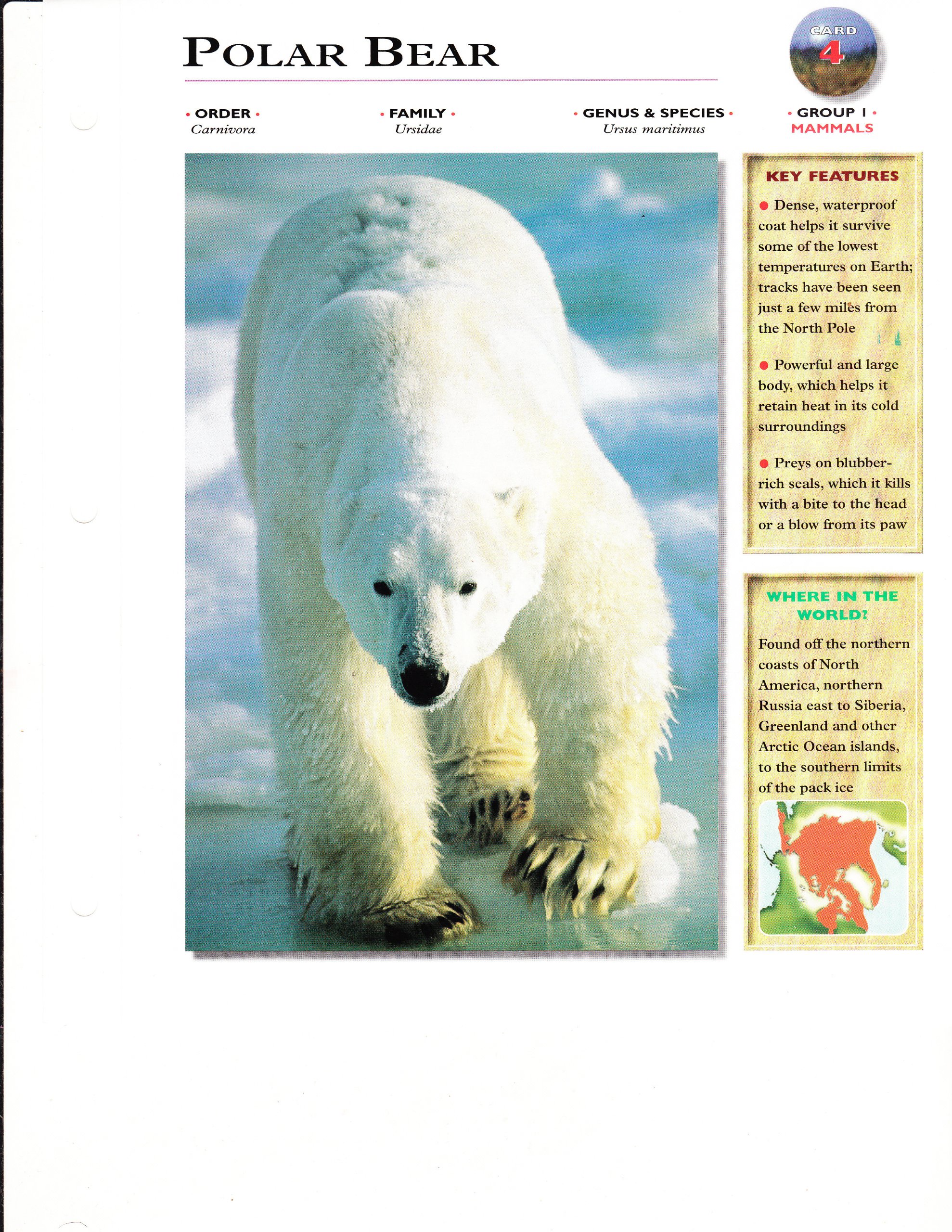Wildlife Explorer Card Animals Educational Facts Mammals Polar Bear Group 1 Card 4 Amazon Com Books