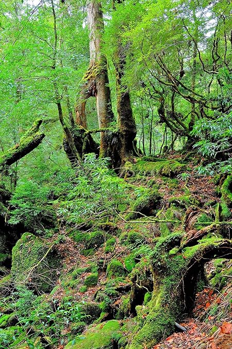 Amazon Co Jp 風景写真ポスター 世界自然遺産屋久島 もののけの森 白谷雲水峡26 美しい渓流とシダや苔に覆われた深い森がつくりだす幻想の世界を 最高級の素材とこだわりのプリントで再現 59 4 42 0cm ホーム キッチン