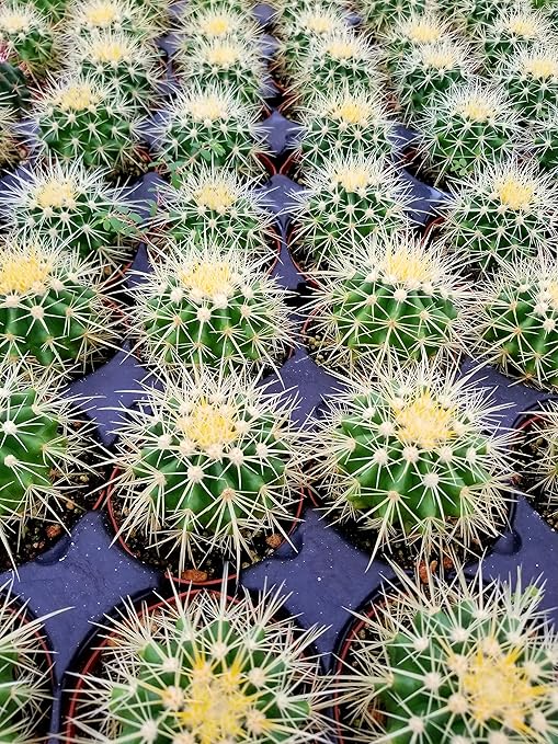 Echinocactus Grusonii Golden Barrel Cactus 3 5 Sherebeorhtha
