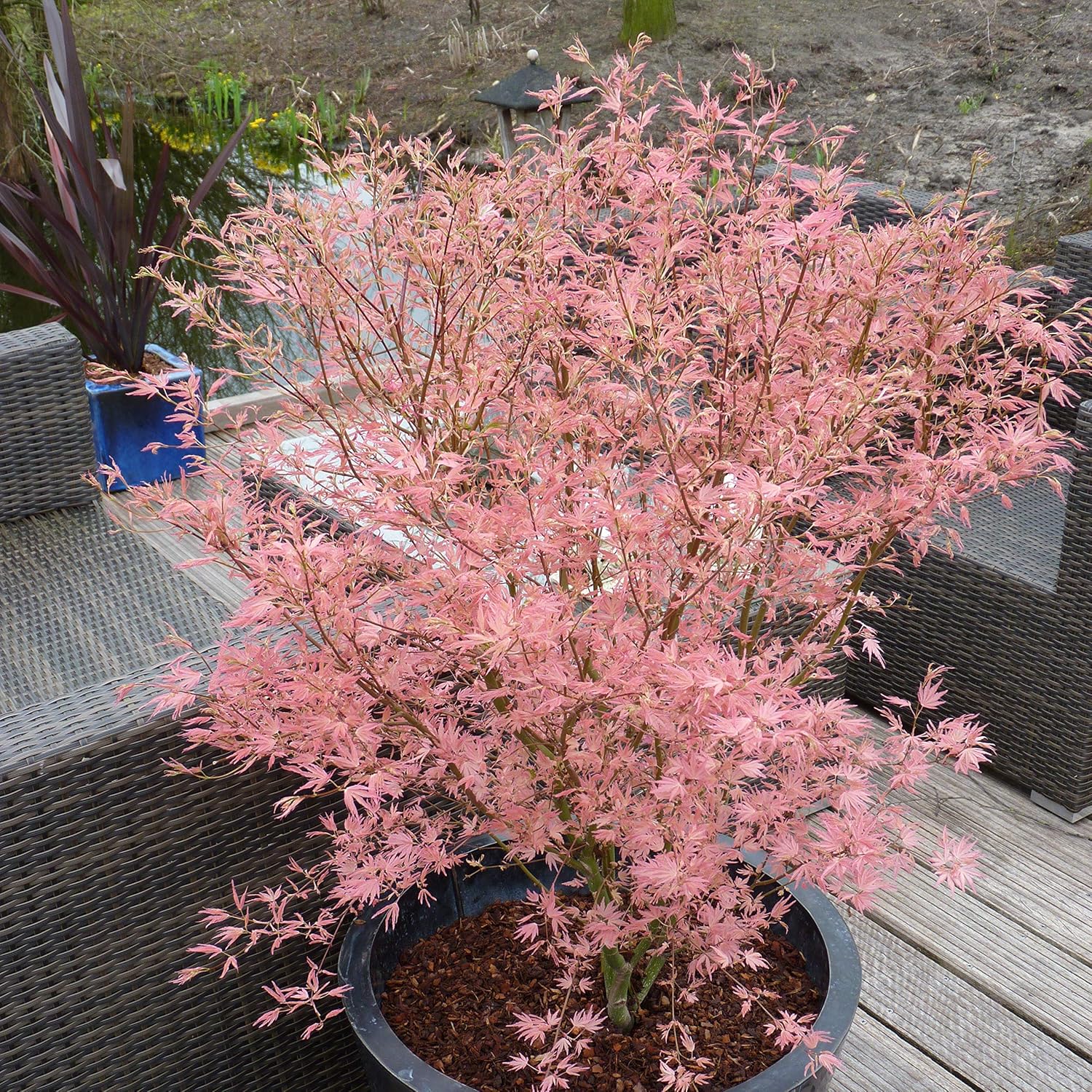 Tree With Pink Leaves