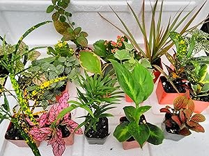 Terrarium & Fairy Garden Plants - 6 Plants in 2.5 (Is Approximately 4 to 6 Inches Height of the Plant)