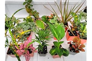 JM BAMBOO Terrarium & Fairy Garden Plants - 6 Plants in 2.5 (is Approximately 4 to 6 Inches Height of The Plant)