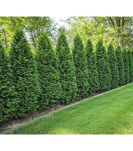 Amazon.com : 7 Emerald Green Arborvitae in 2.5 inch pots (one