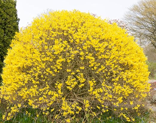 Flores y plantas de Dominik, campanas de oro, forsythia, forsythia ...