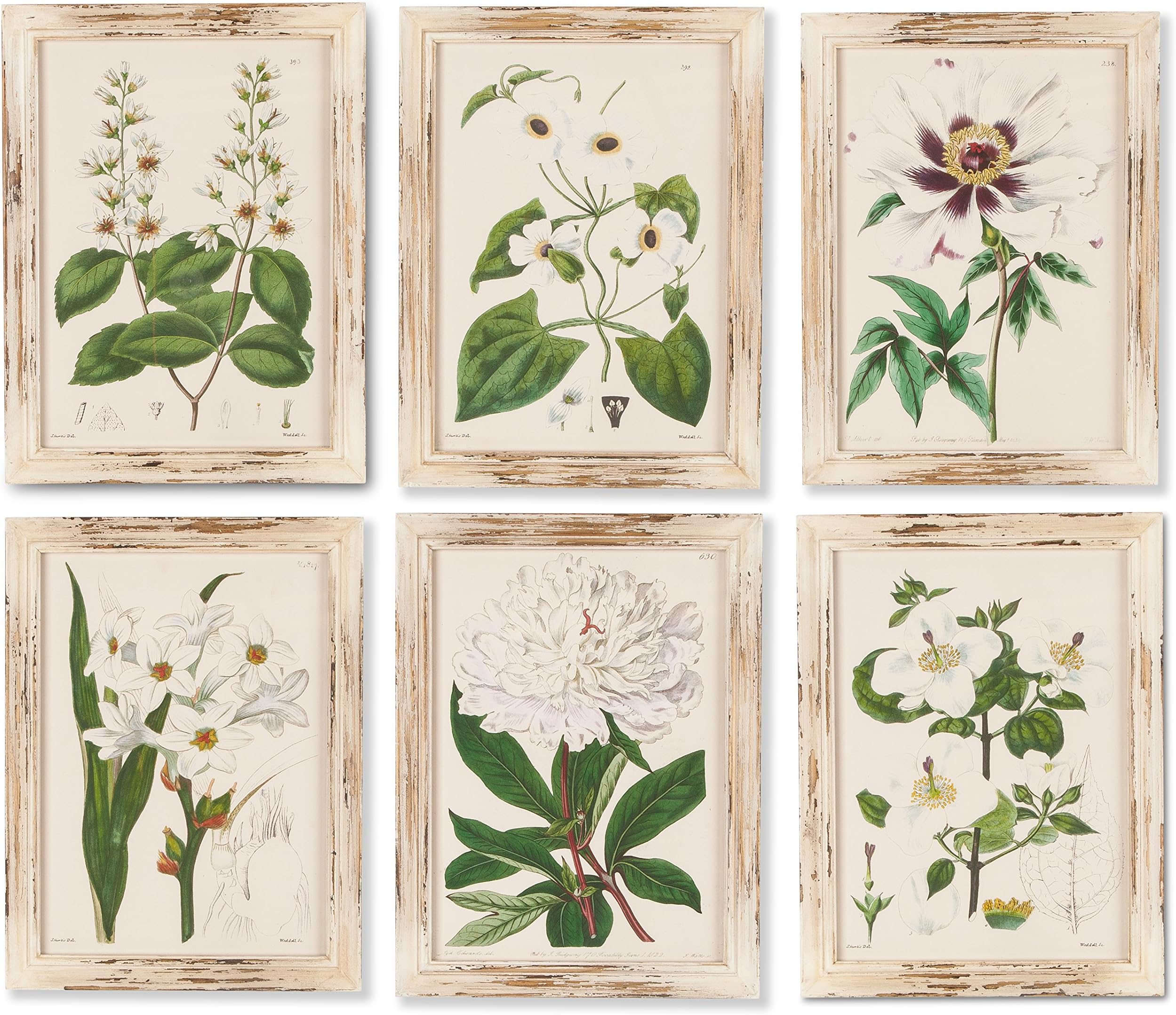 Gerson 6 Asst White Botanical Framed Home Decor, 12InL x 0.75InW x 16InH, Multicolor