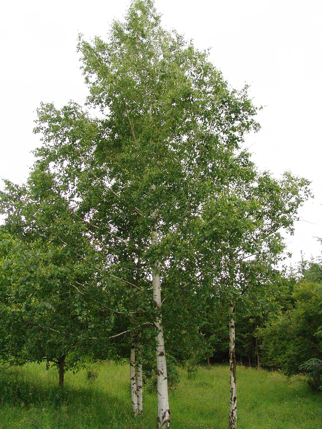 Amazon Com 1 Oz Seeds Approx Seeds Of Betula Pendula Alba R C S European White Birch Betula Alba Betula Verrucosa Garden Outdoor