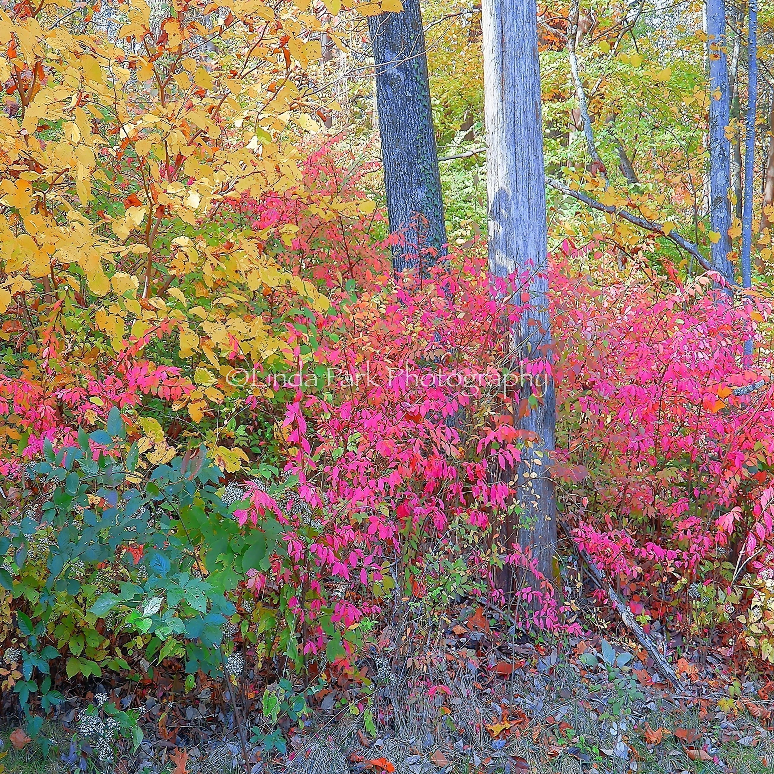 Pink Fall Photography Print Autumn Foliage Picture - 11x14 Size