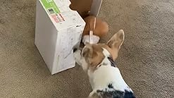 zeus bulldog motorized bouncing toy