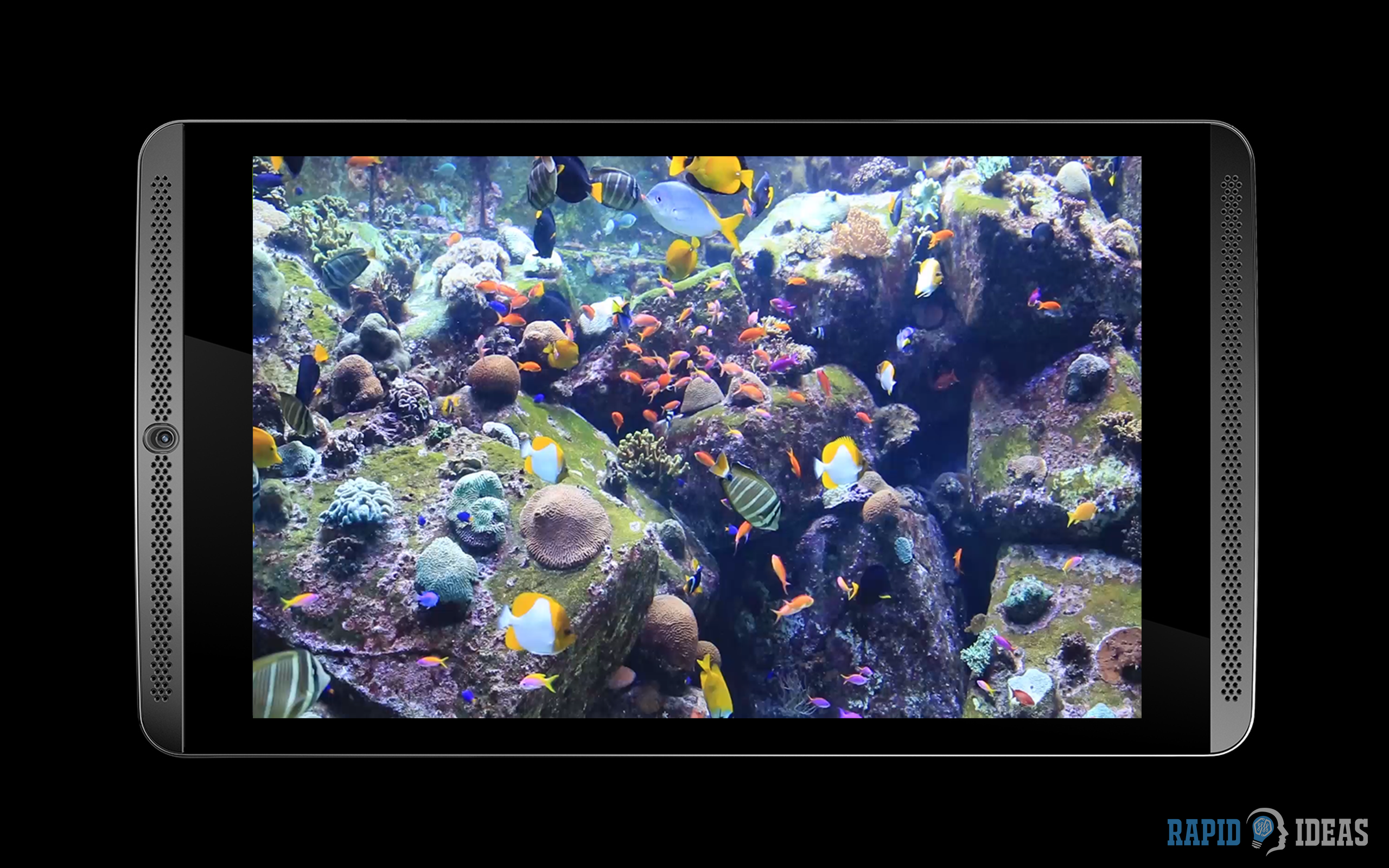 Aquatic Beauty HD -  AQUARIUM  Wallpaper & Themes - Thumbnail 6