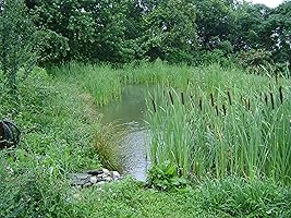 An image posted by the author.