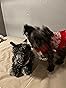 Douglas Hazel Cairn Terrier Dog Plush Stuffed Animal Toys