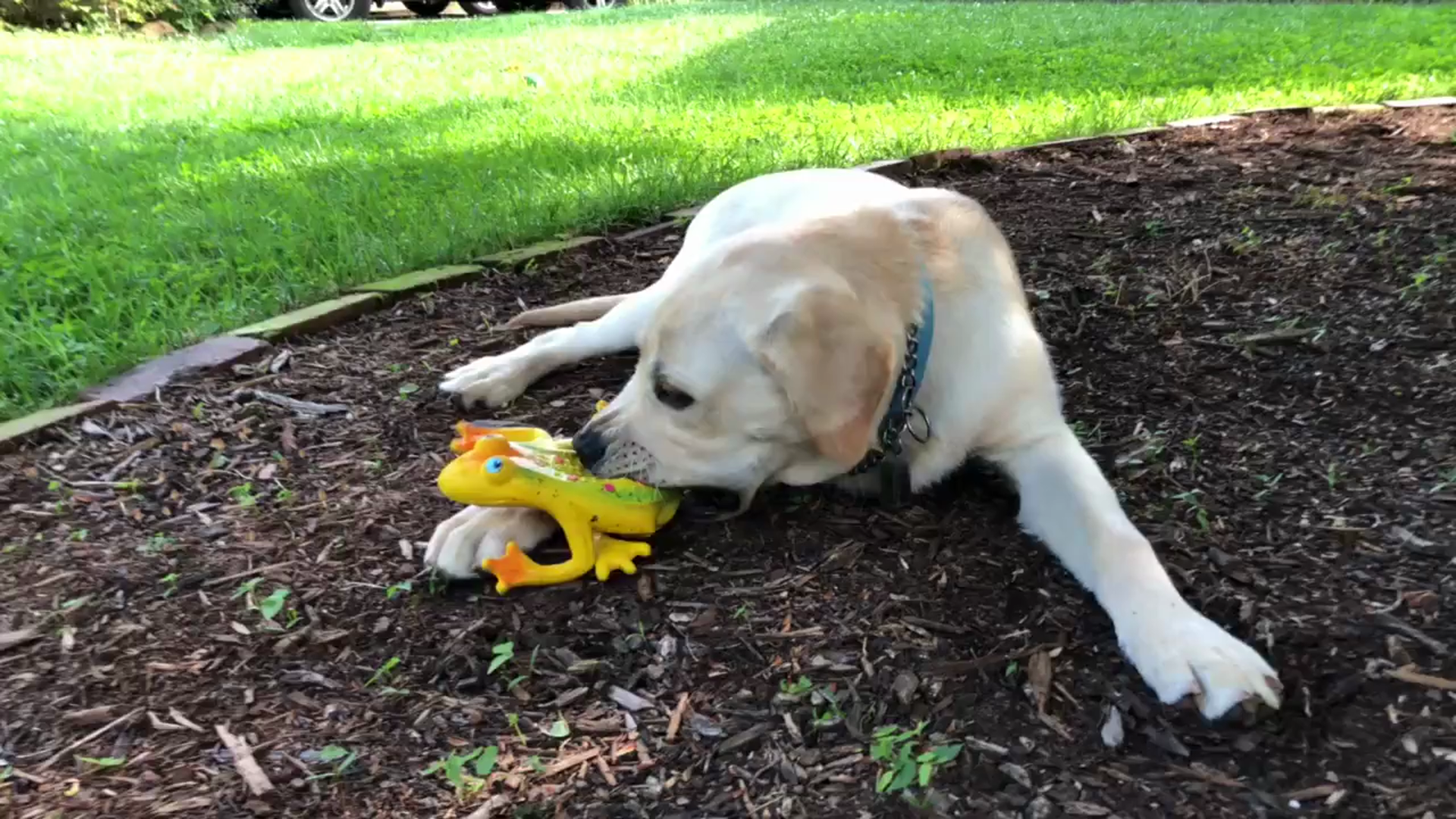 Lucas b Natural Dog Toys-Large Rubber ﹙latex﹚ frog.  on Amazon Live