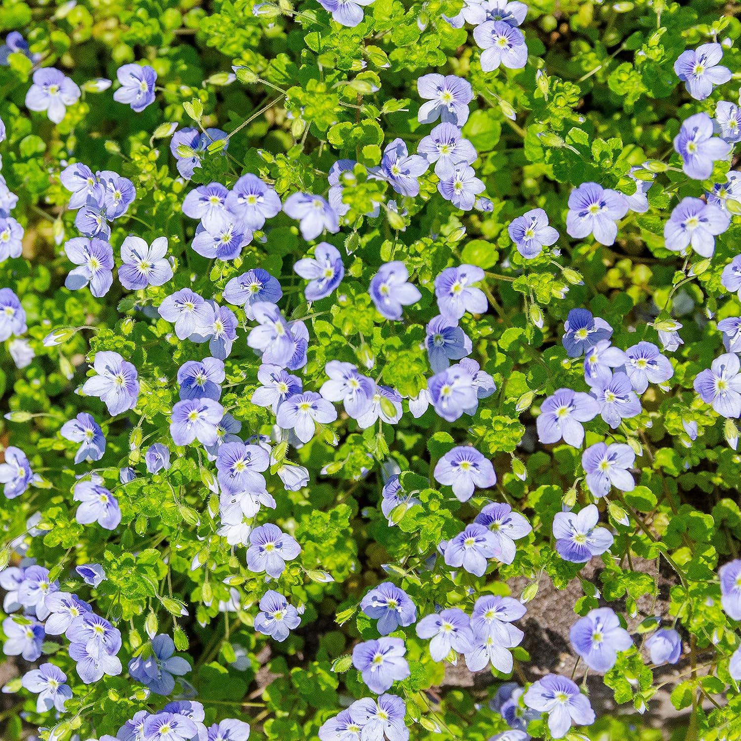 Outsidepride Creeping Speedwell Ground Cover Plant Seed