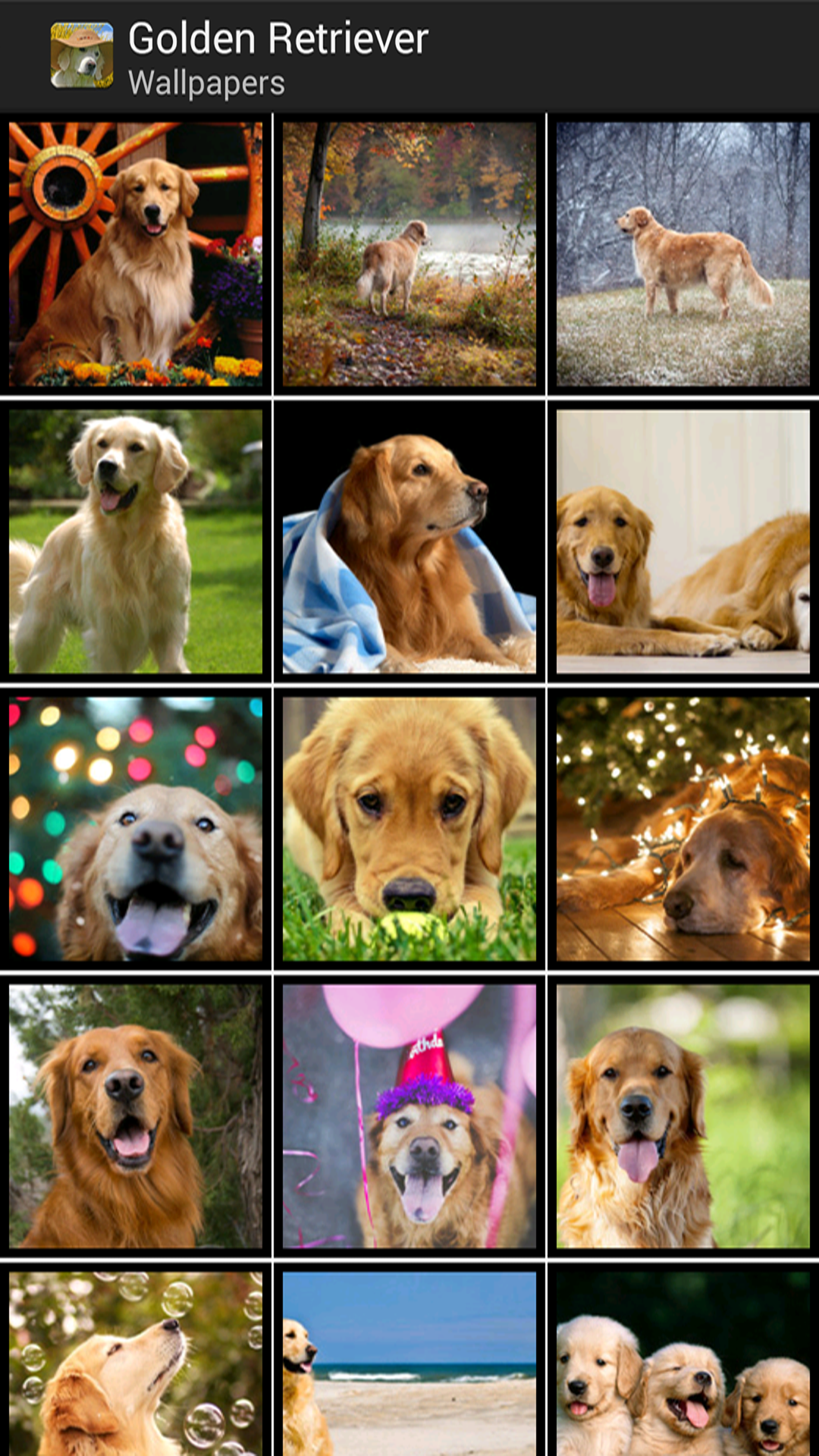 Golden Retriever HD WallpapersAmazon.caAppstore for Android