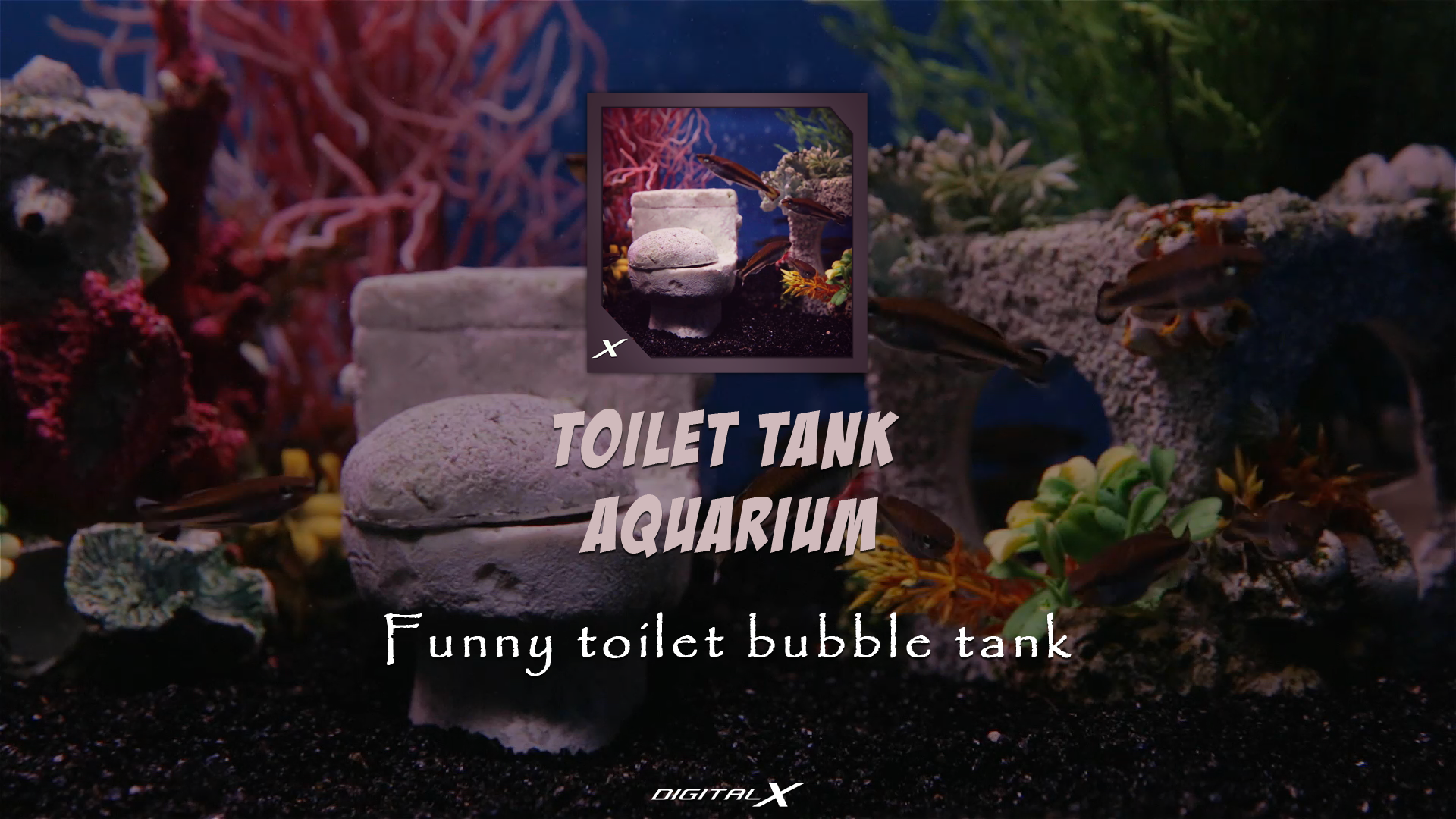 Toilet Tank aquarium