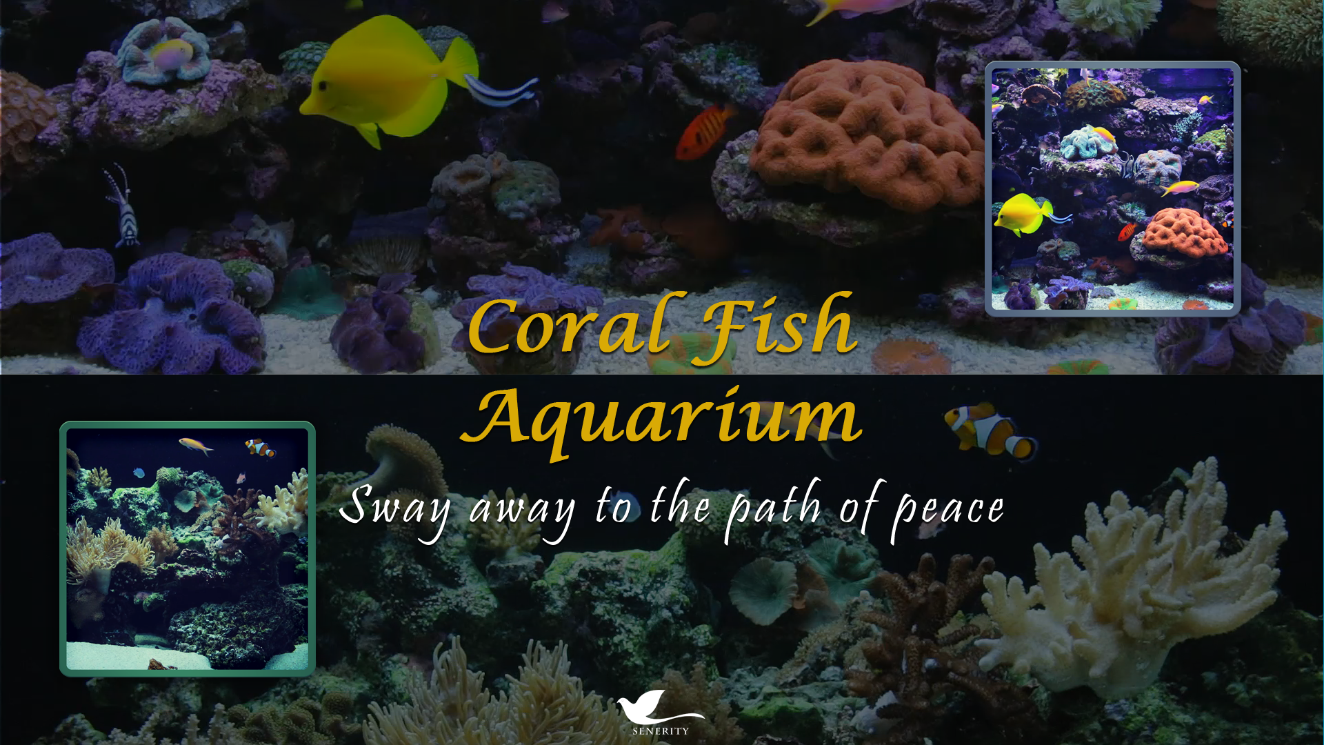Coral Fish Aquarium TV