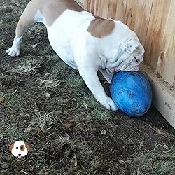 jolly egg dog toy canada