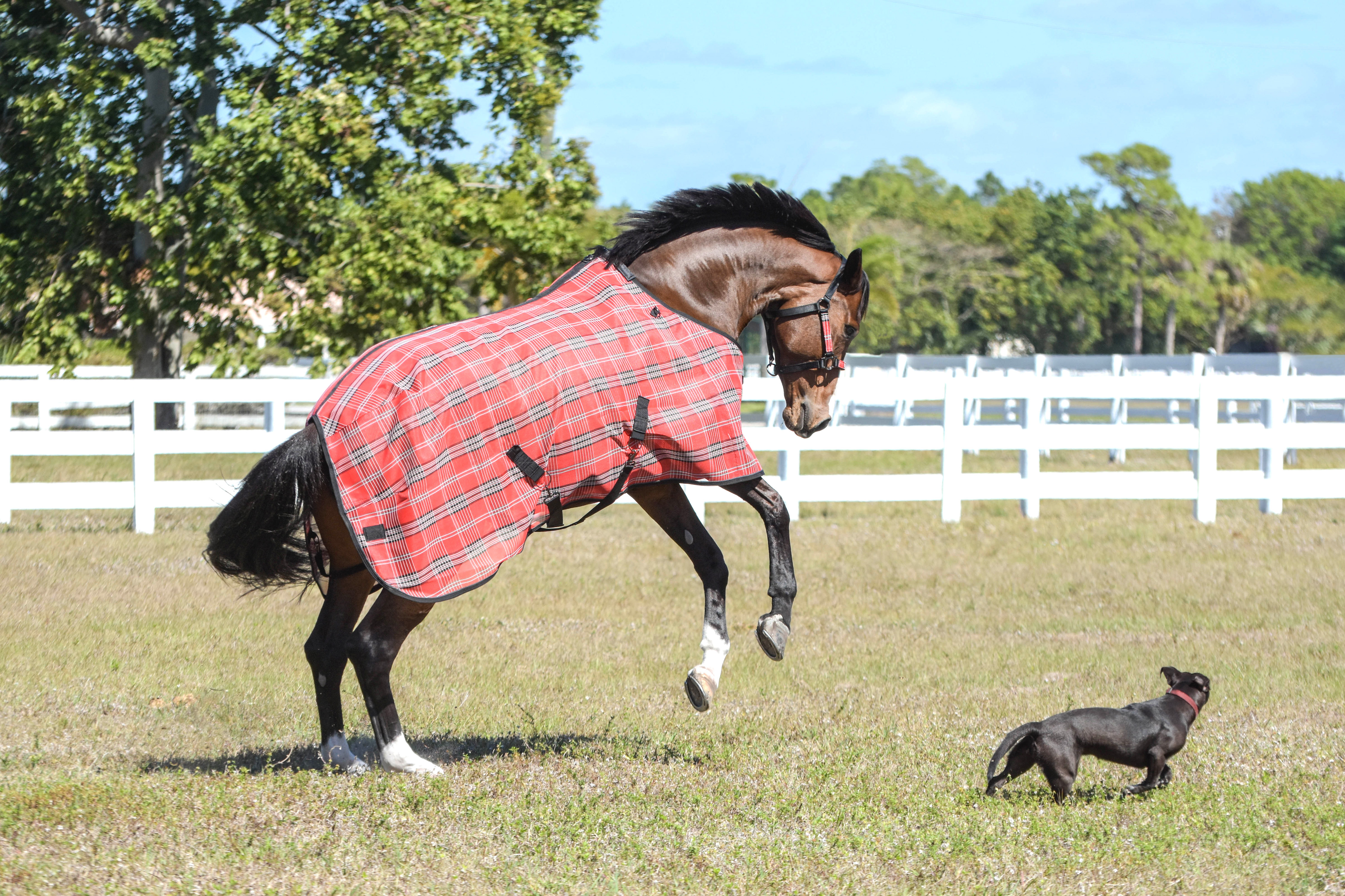 6 Kensington+Platinum+SureFit+Protective+Horses