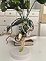 AvailableNow Banpresto Racing 2016 Team UKYO Hatsune Miku Action Figure Hatsune Miku fever is still hot as ever with her captivating hair flair and involvement in the many racing activities that has