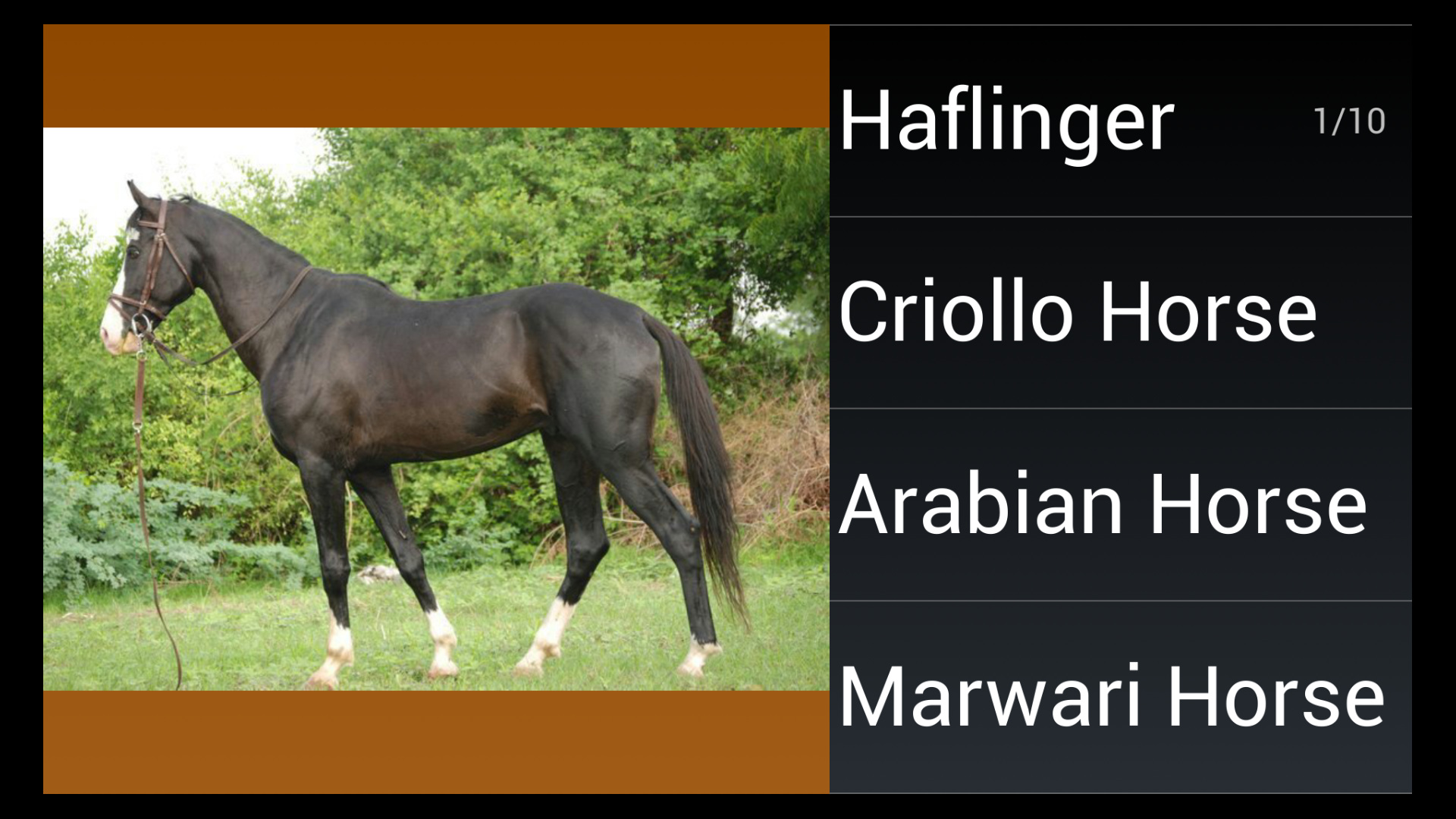Name That Horse Breed - Thumbnail 5
