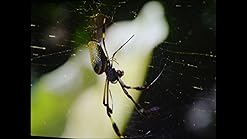 Amazon.com: Epson Home Cinema 730HD, HDMI, 3LCD, 3000 Lumens Color and