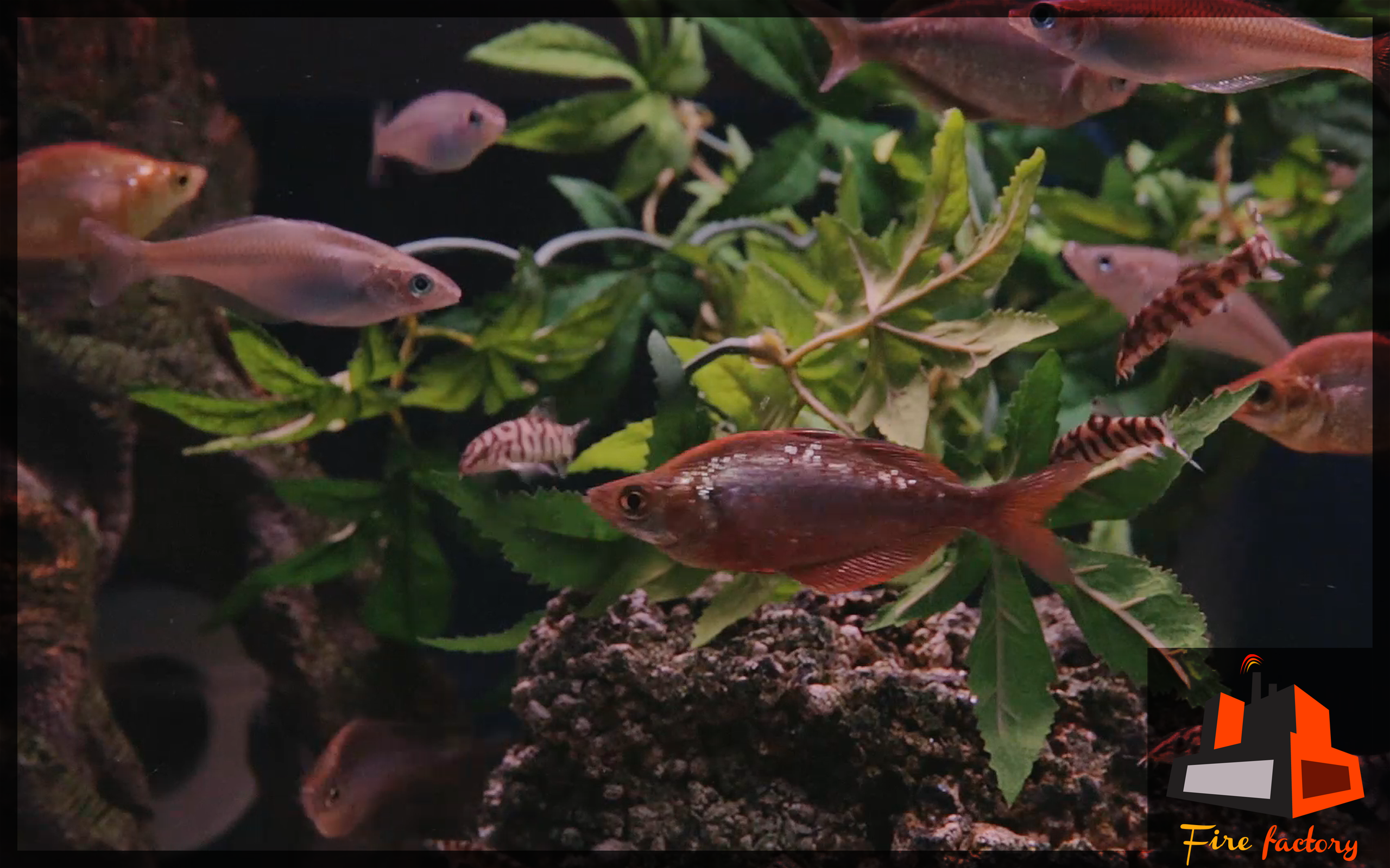 Copper Fish Tank