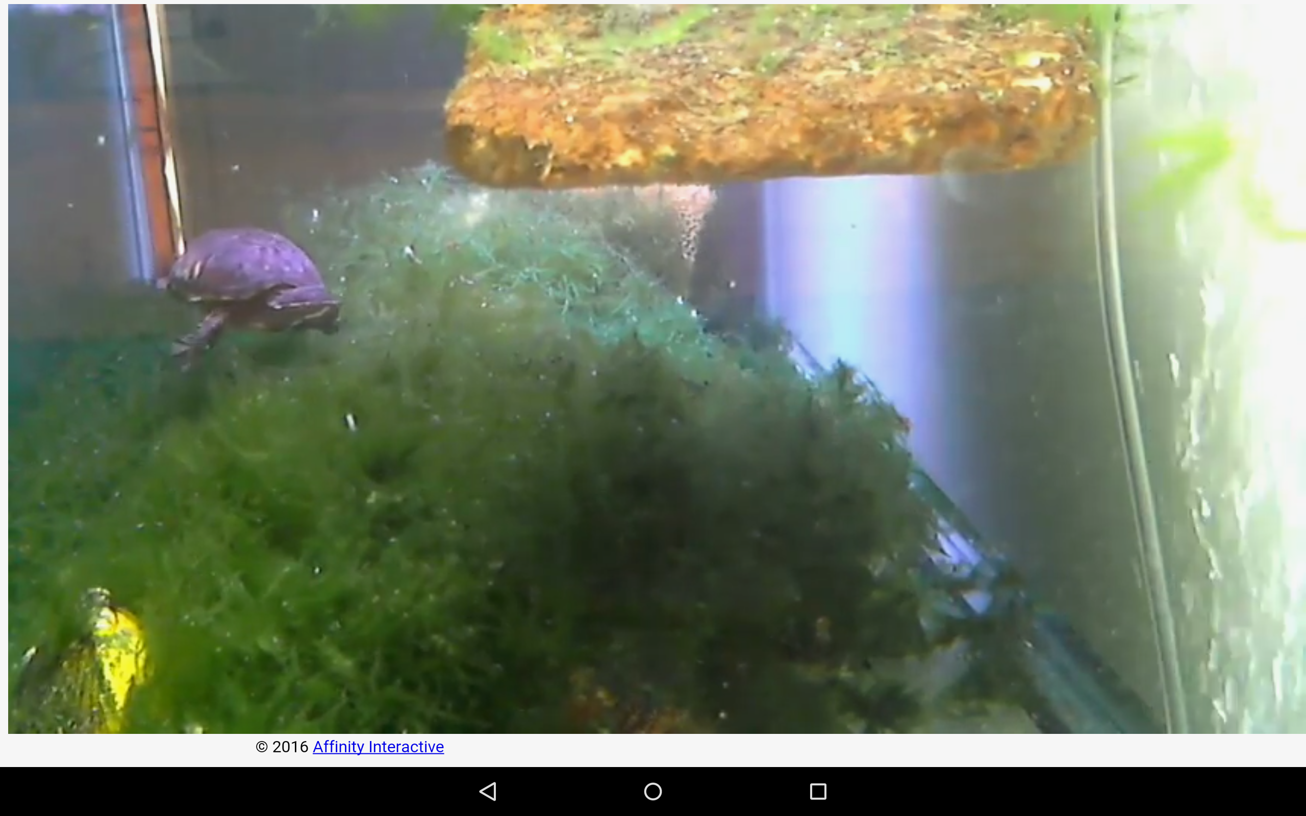 Live Turtle Cam HD Appstore for Android