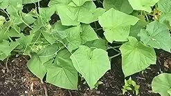 Amazon.com : Heirloom Vegetable Seeds Non GMO Survival Seed Kit - Part