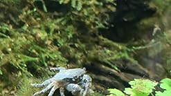Amazon Com Aquatic Arts 1 Live Freshwater Pom Pom Crab Real Living Nano Aquarium Fish Tank Pet Betta Danio Rasbora Guppy Compatible