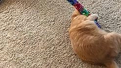 kitty kick stix amazon