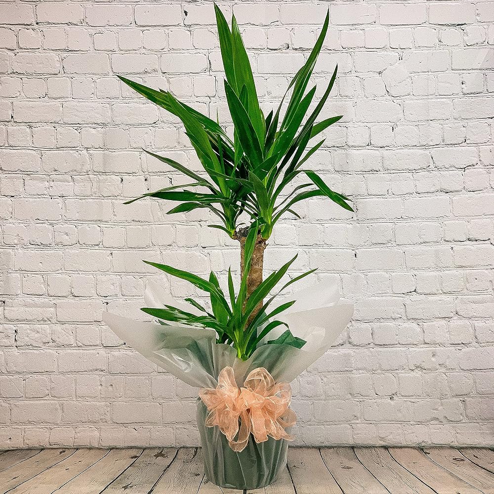 All Occasions Yucca 2 Stem 100cm Indoor Plant – Real House Plant, Next Day