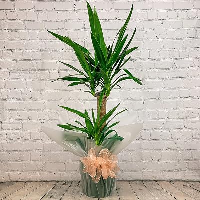 All Occasions Yucca 2 Stem 100cm Indoor Plant – Real House Plant, Next Day