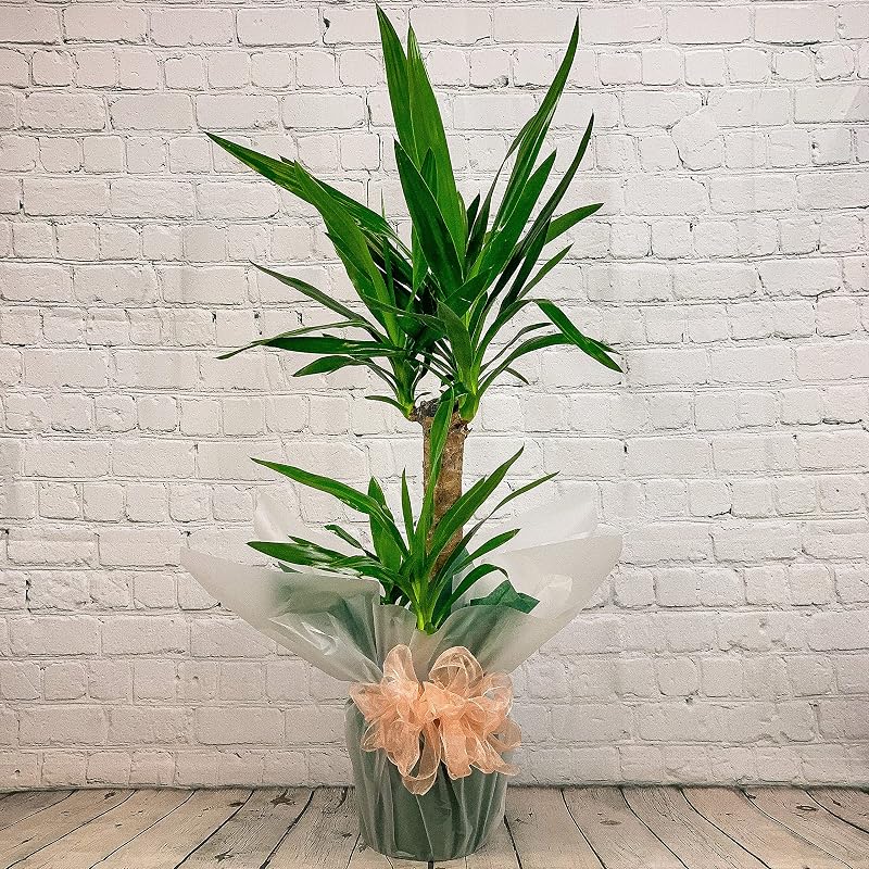All Occasions Yucca 2 Stem 100cm Indoor Plant – Real House Plant, Next Day