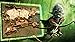 Order & Chaos Online