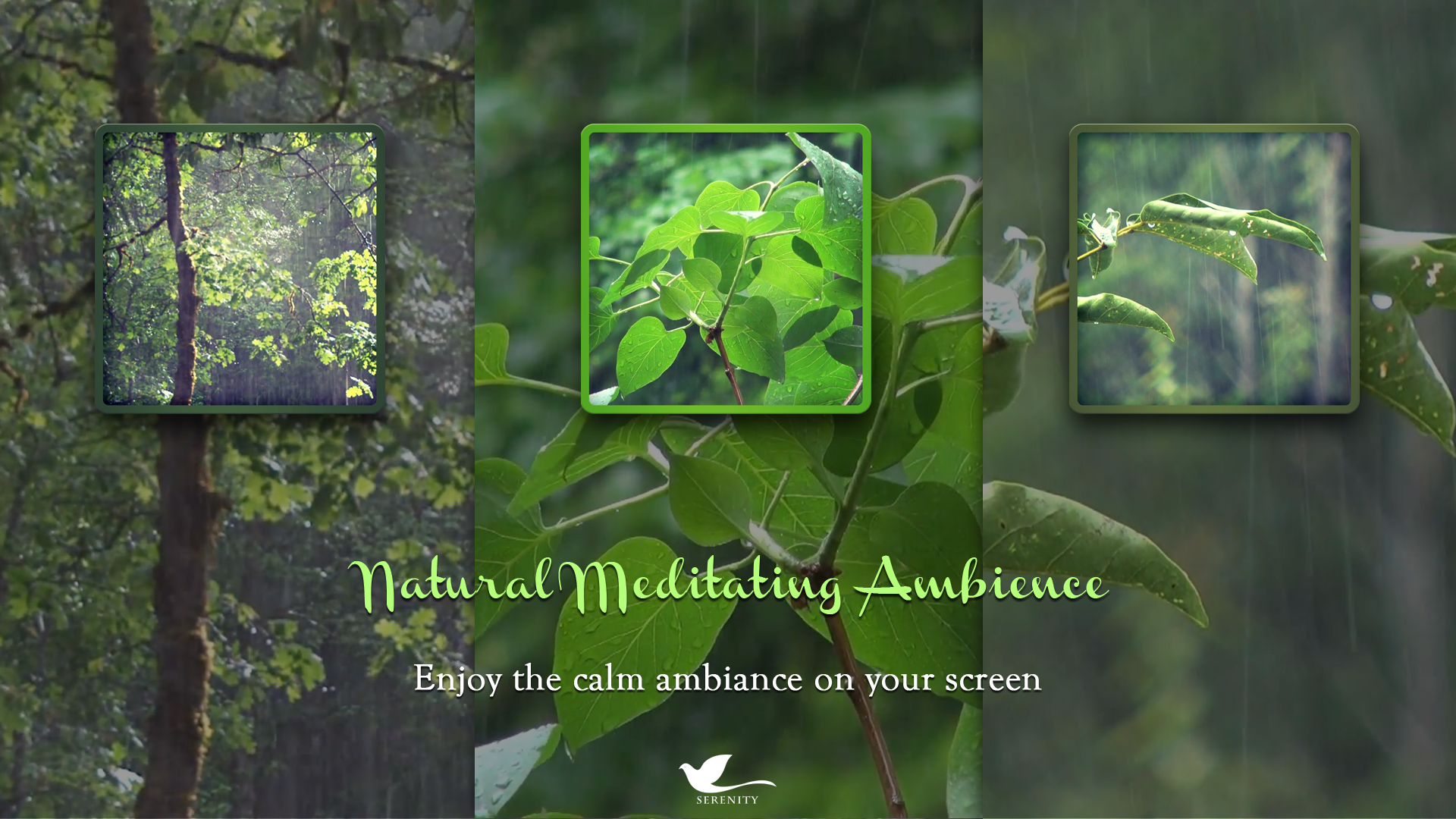 Natural Meditating Ambience - Enjoy the Calm Ambience on Your Screen