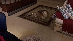 zeus bulldog motorized bouncing toy