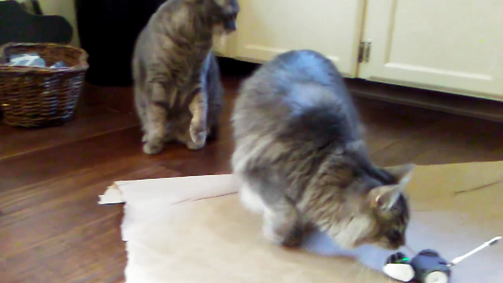 petronics mousr amazon