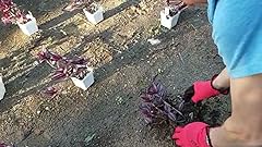 Amazon Com Power Planter 100 Usa Made 3 Quot X7 Quot Bulb