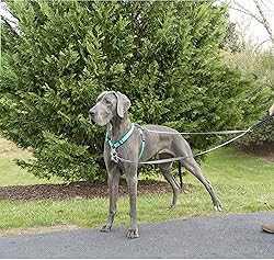 PetSafe Two Point Control Leash, Padded and
